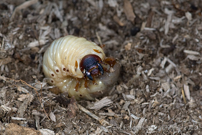 Larva di Oryctes nasicornis